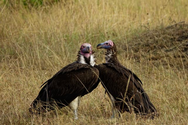 Lappet-Faced Vulture