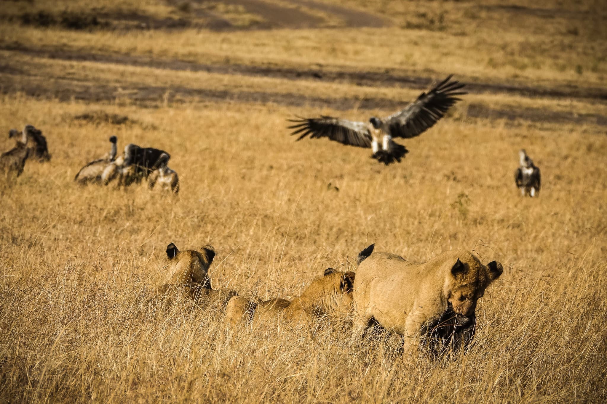 Vulture's Vigil: Lions in the Golden Grassland