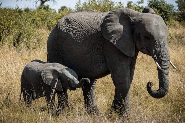 African Bush Elephant