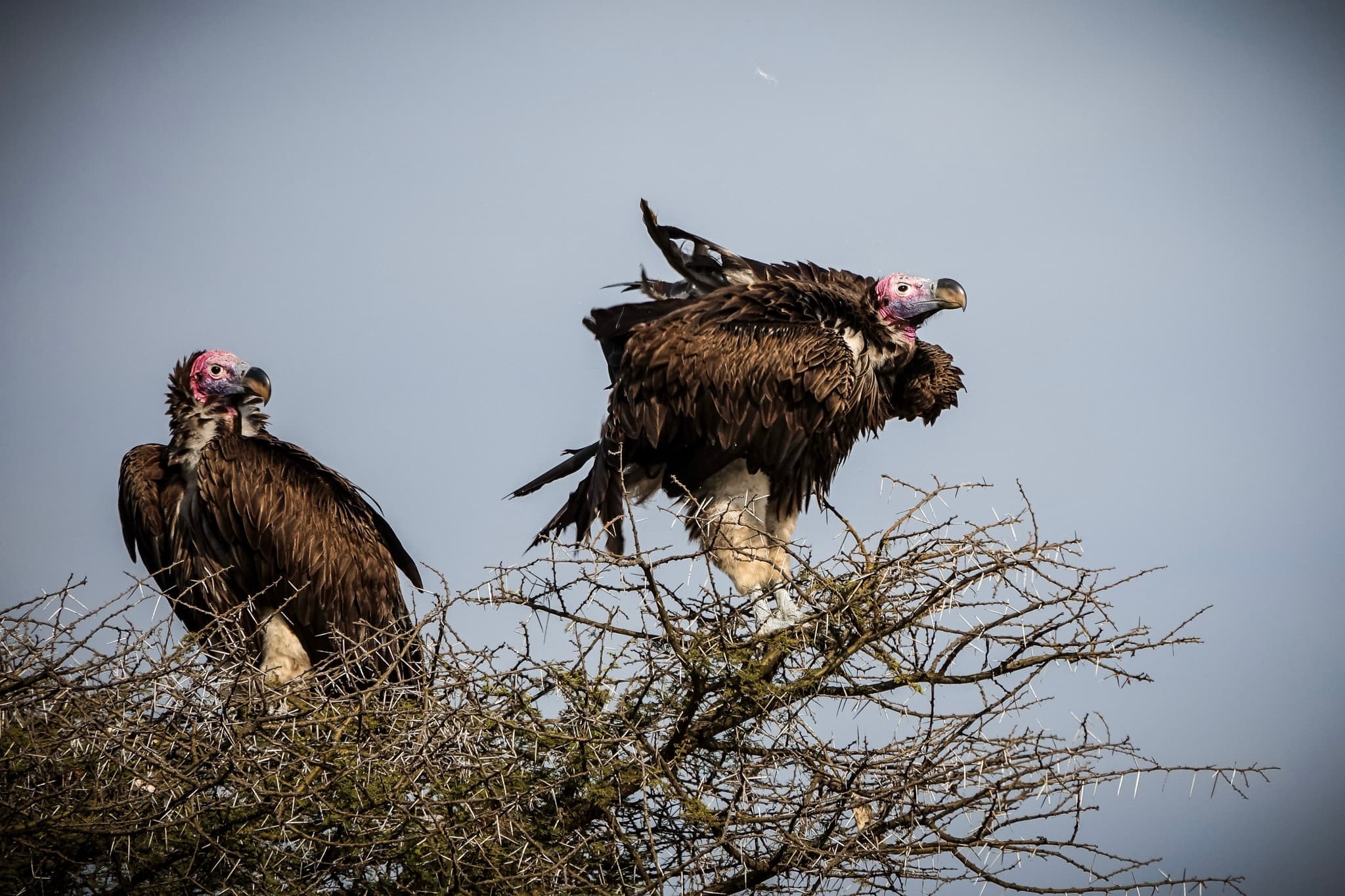 Lappet-Faced Vultures