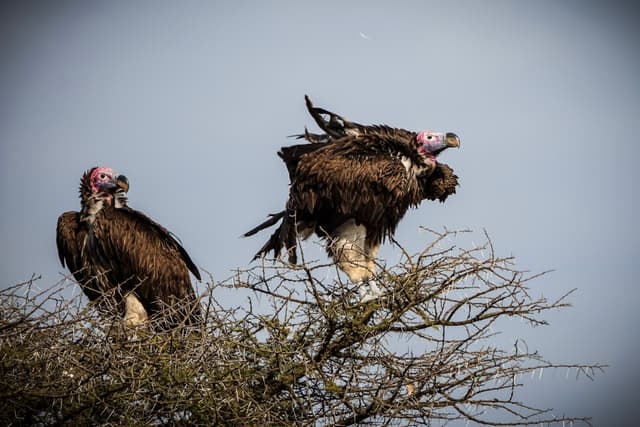 Lappet-Faced Vultures