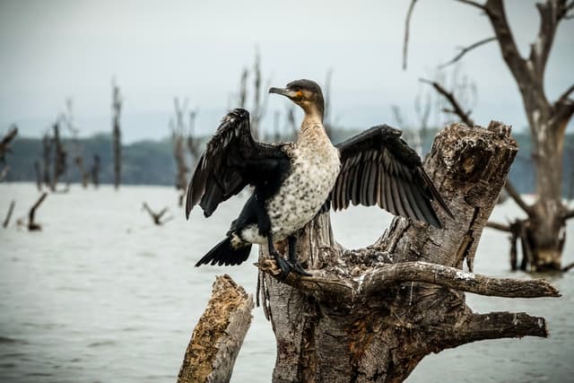 Great Cormorant