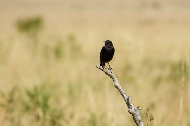 Pied Bush Chat