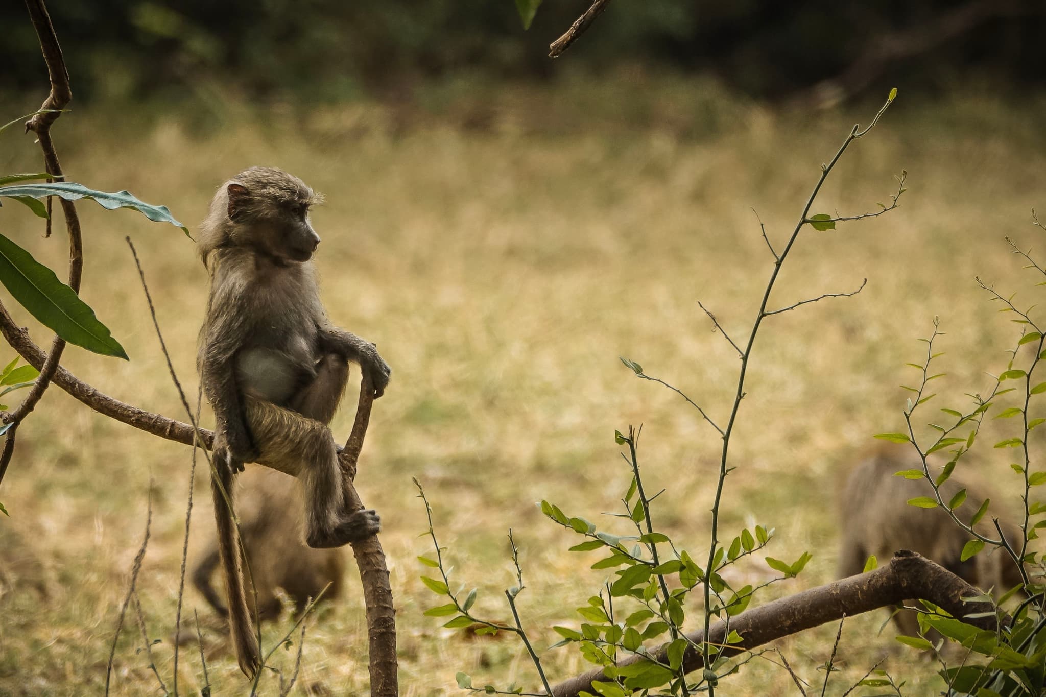 Baboon Perched on a Branch