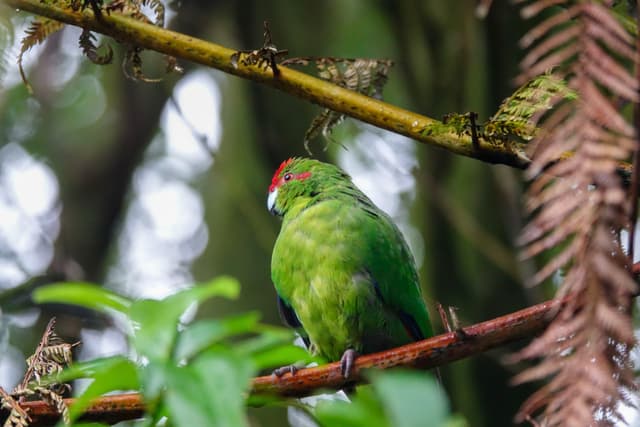 Kākāriki