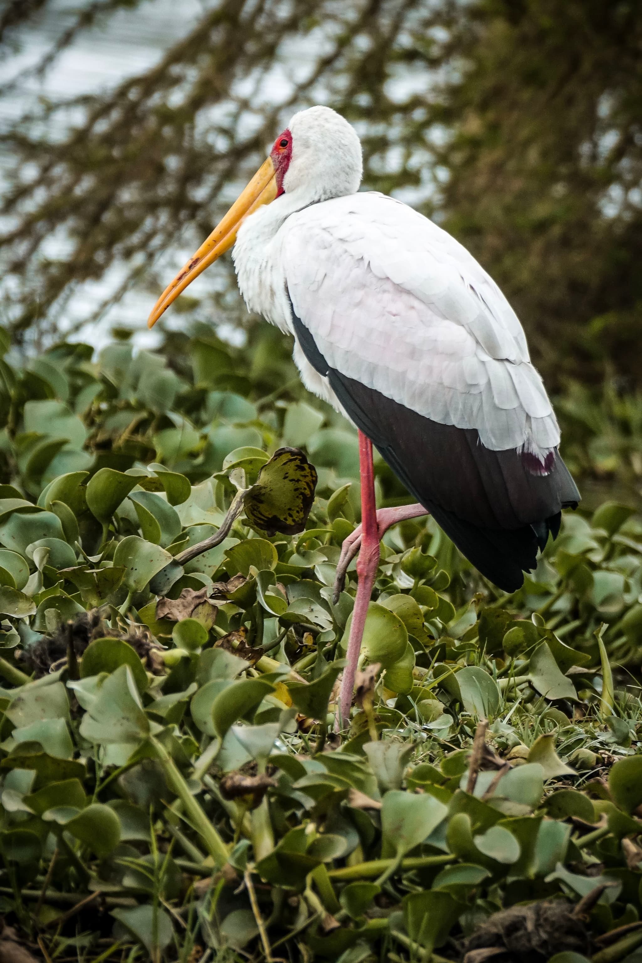 Yellow-billed Stork