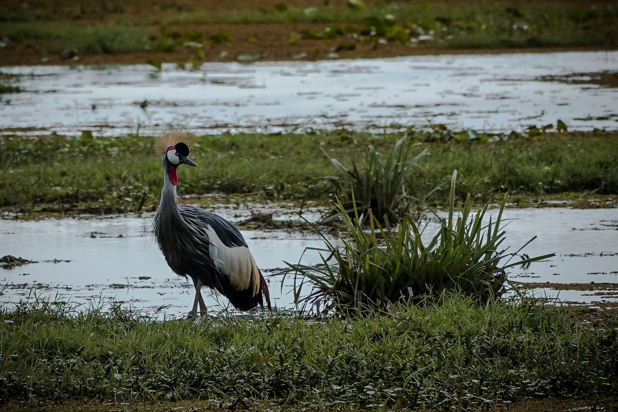 Grey Crowned Crane