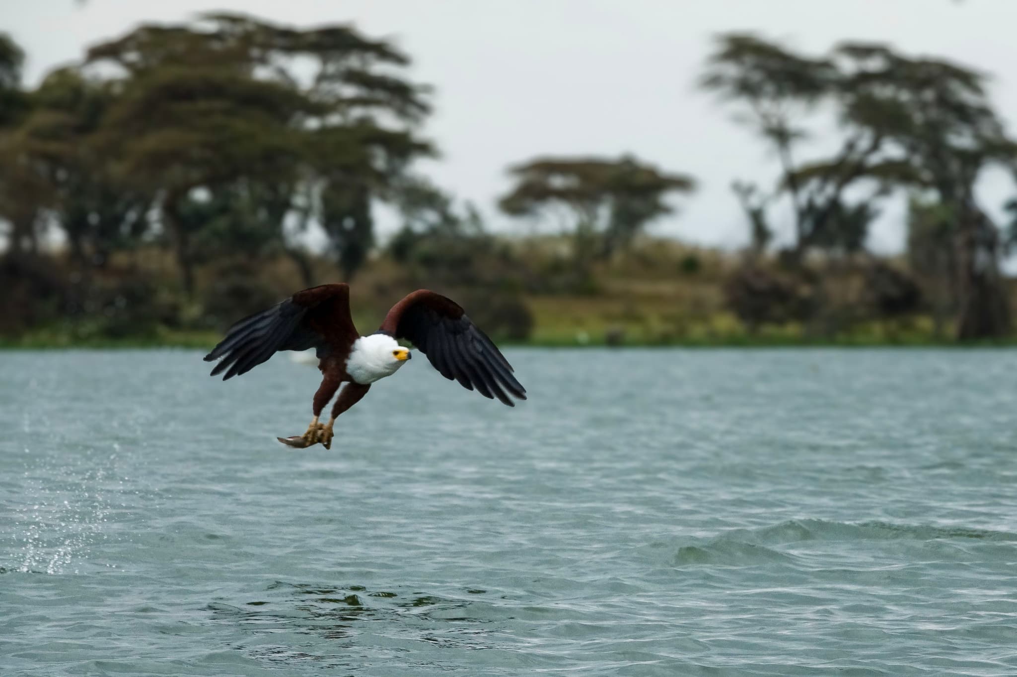 African Fish Eagle's Hunt Over Lake Naivasha