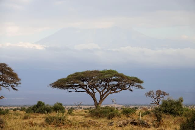 Serenity in the African Savannah