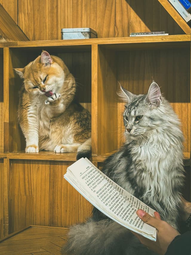 Library Lounge: A Tale of Two Cats