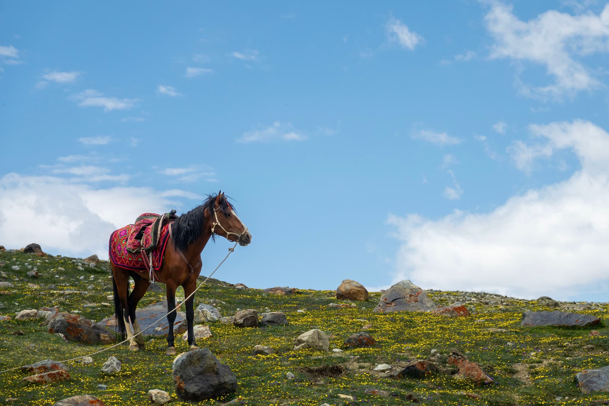 Horse in Traditional Dress