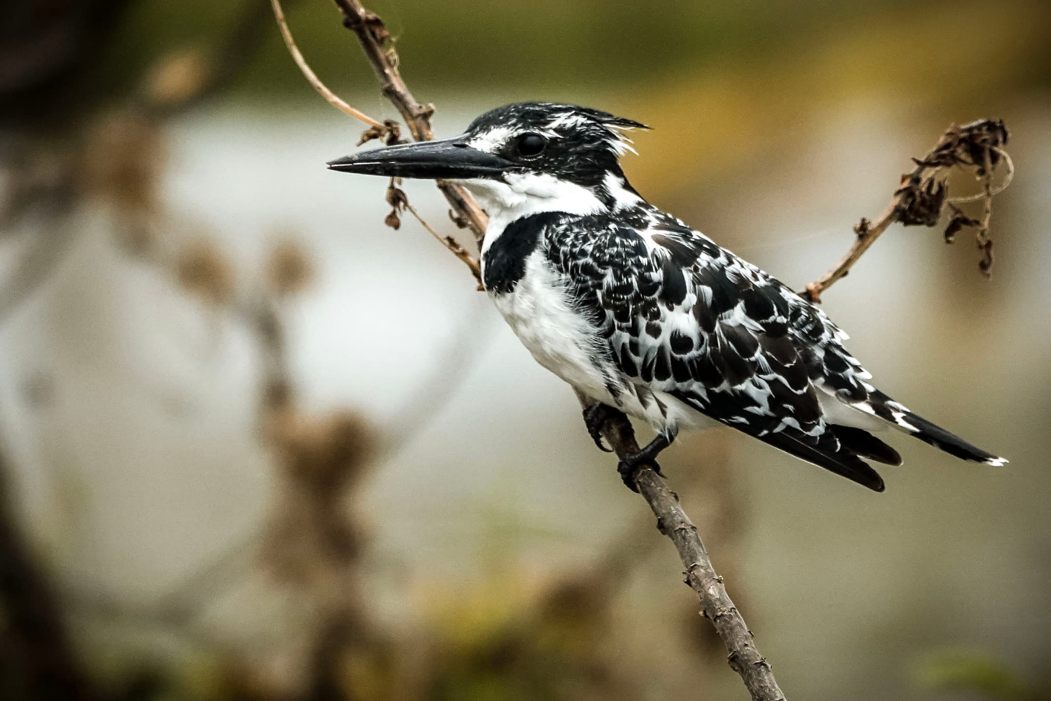 Pied Kingfisher