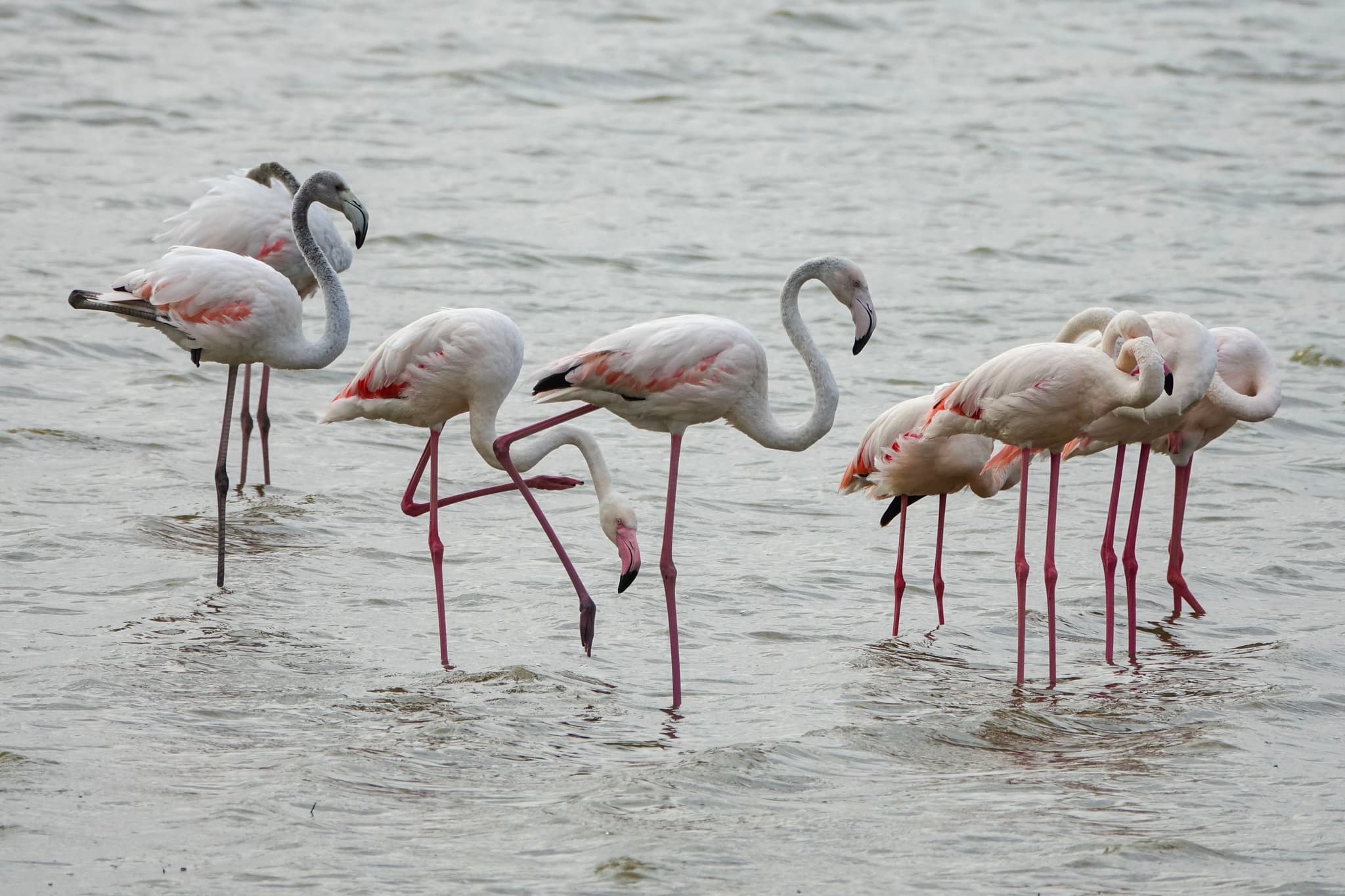 Greater Flamingo