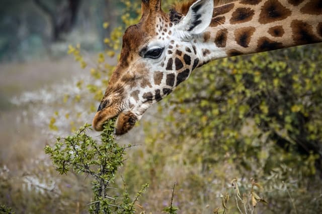 Giraffe Eating