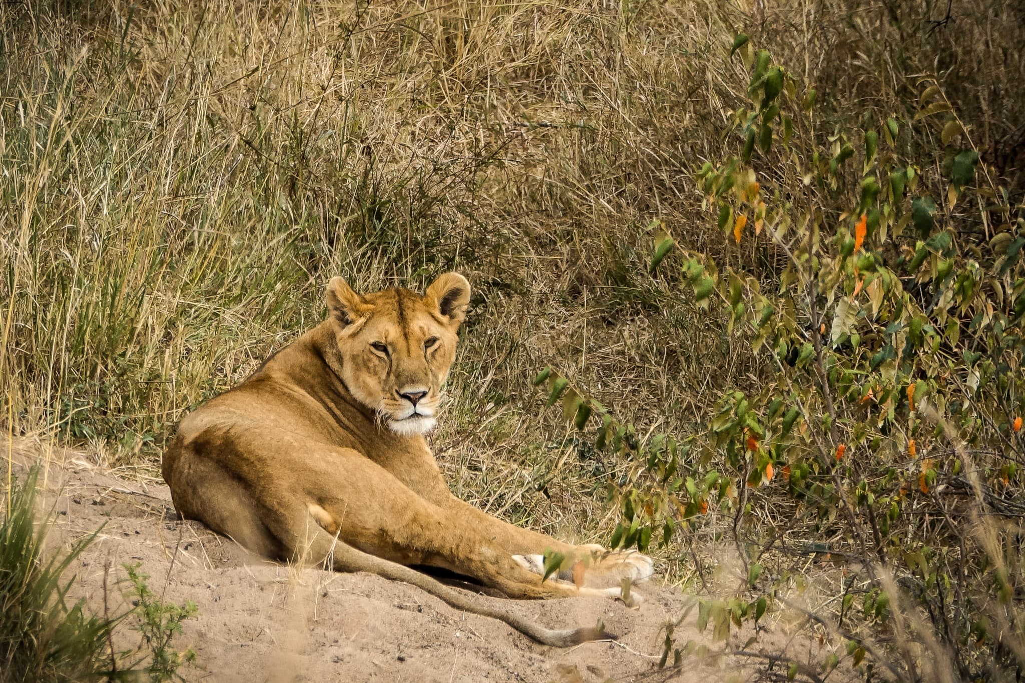 Resting Lion