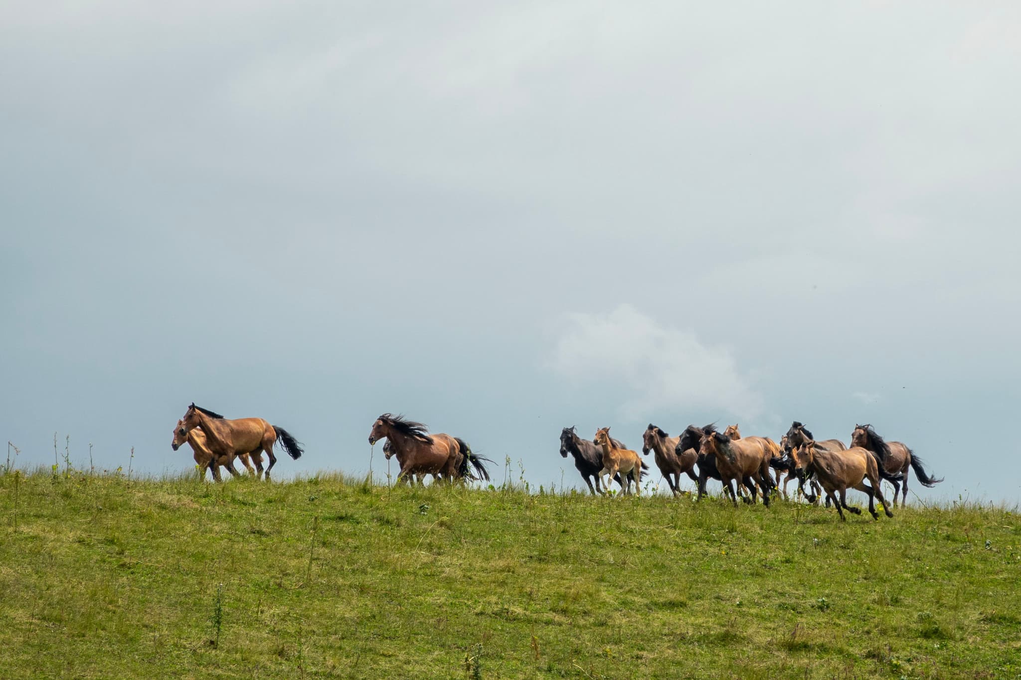 Wild Horses Running Free