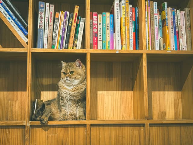 Cat Bookshelf