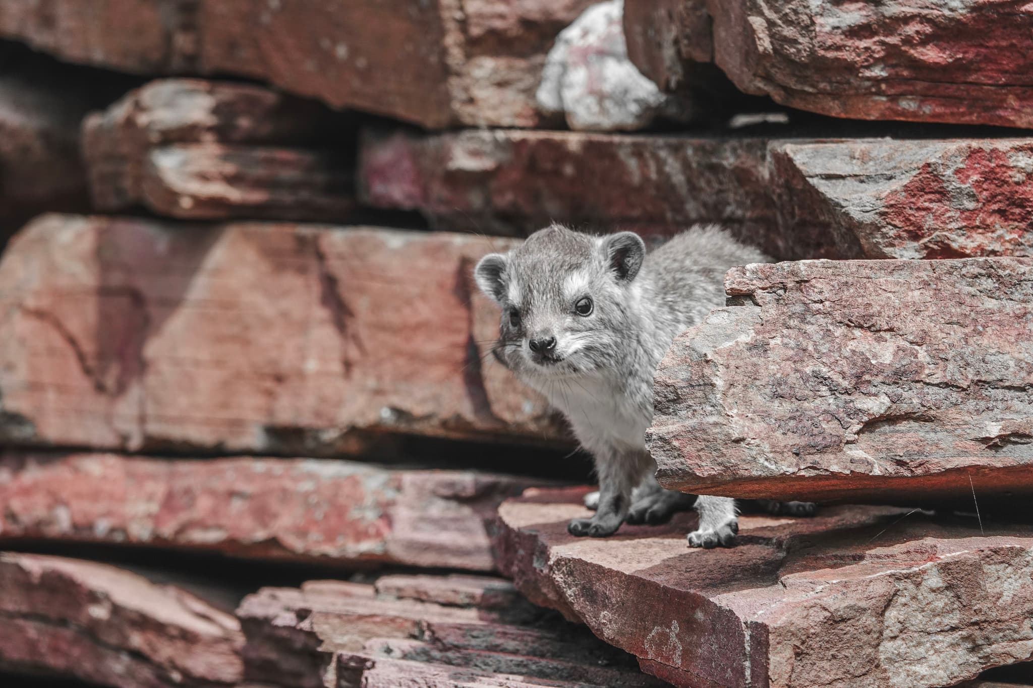 Yellow-spotted Rock Hyrax