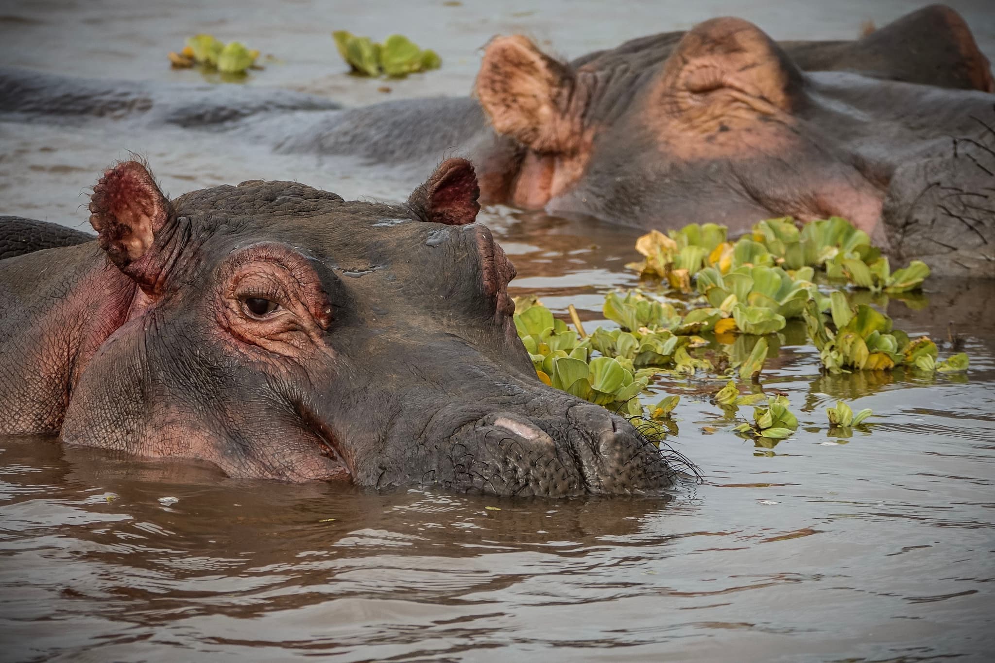 Hippopotamus