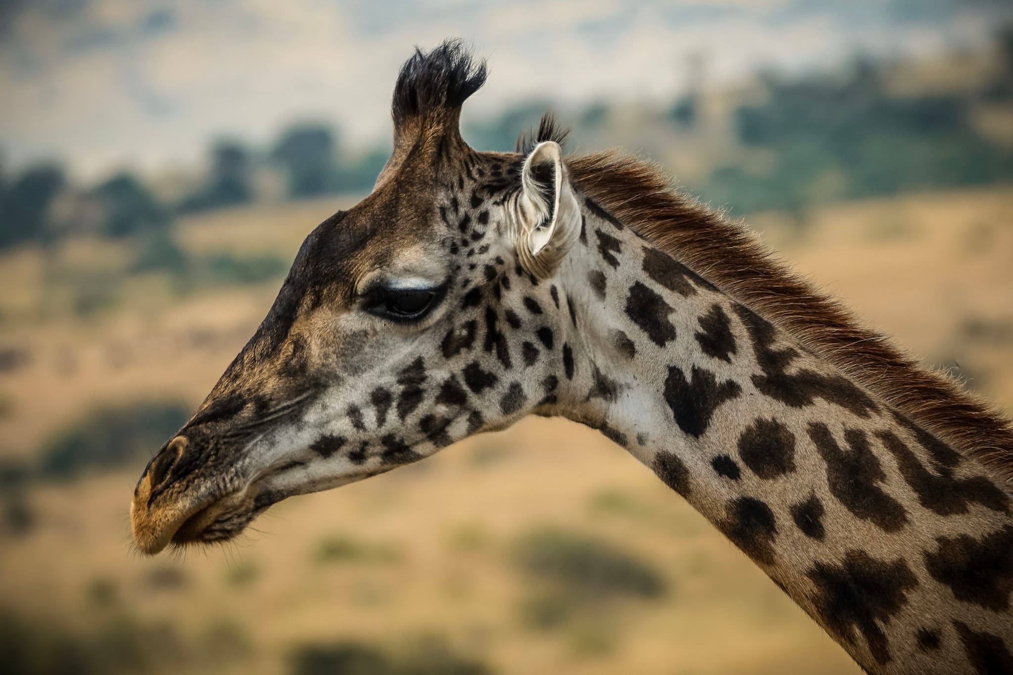 Giraffe Close-up 