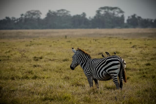 Plains Zebra & Birds