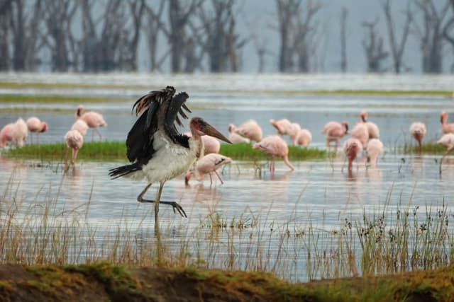 Marabou Stork