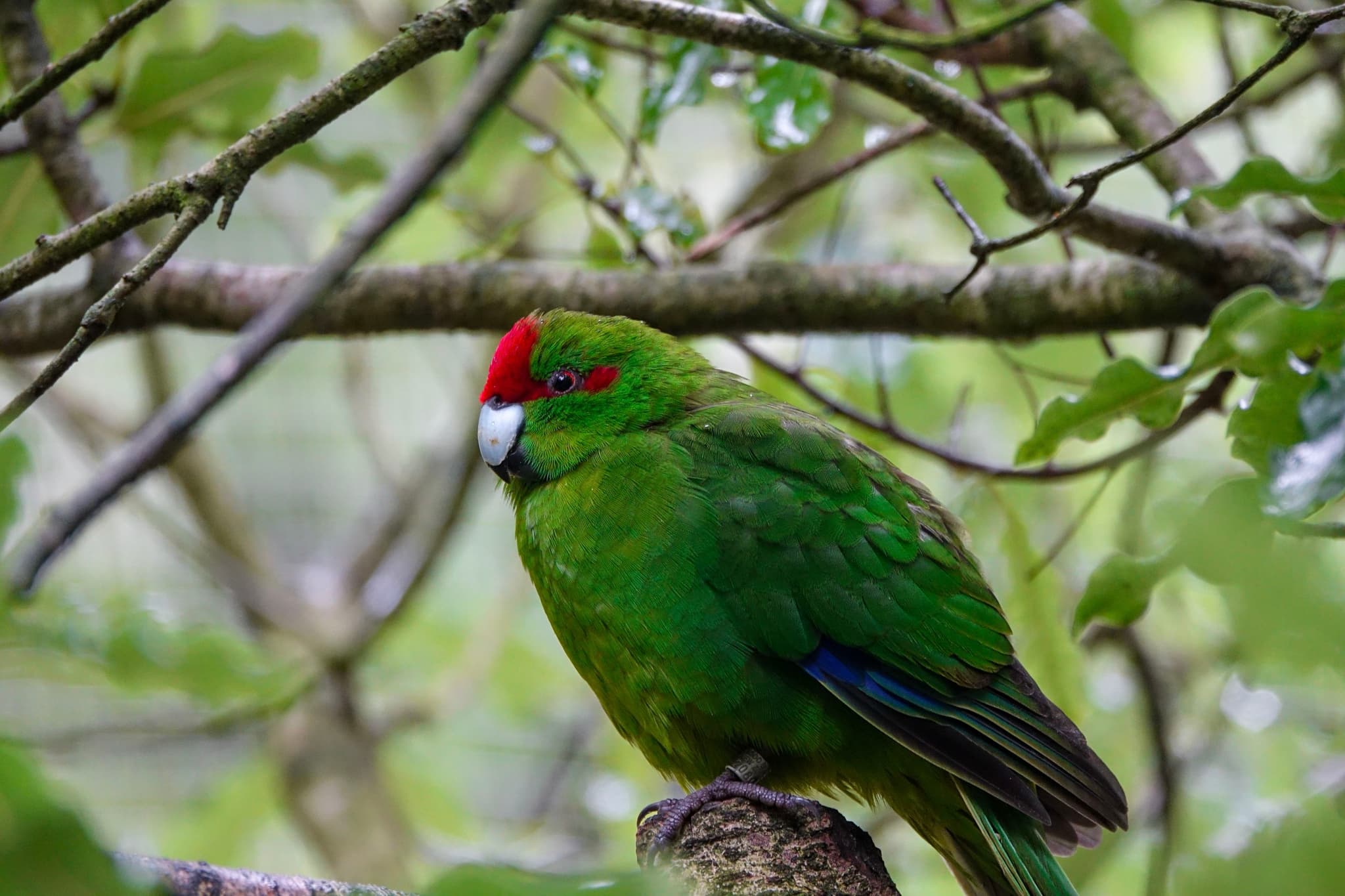 Kākāriki