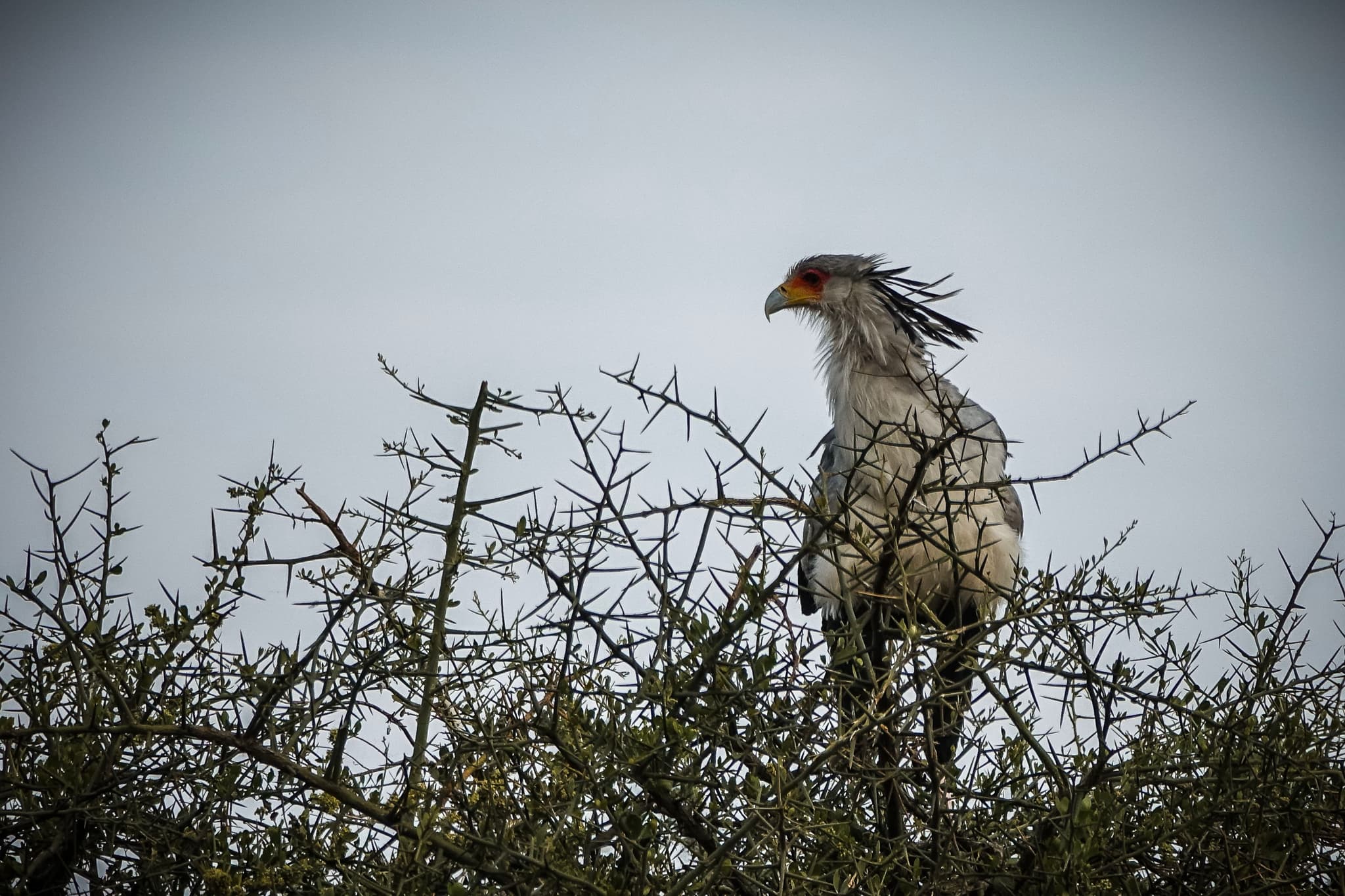 Secretarybird