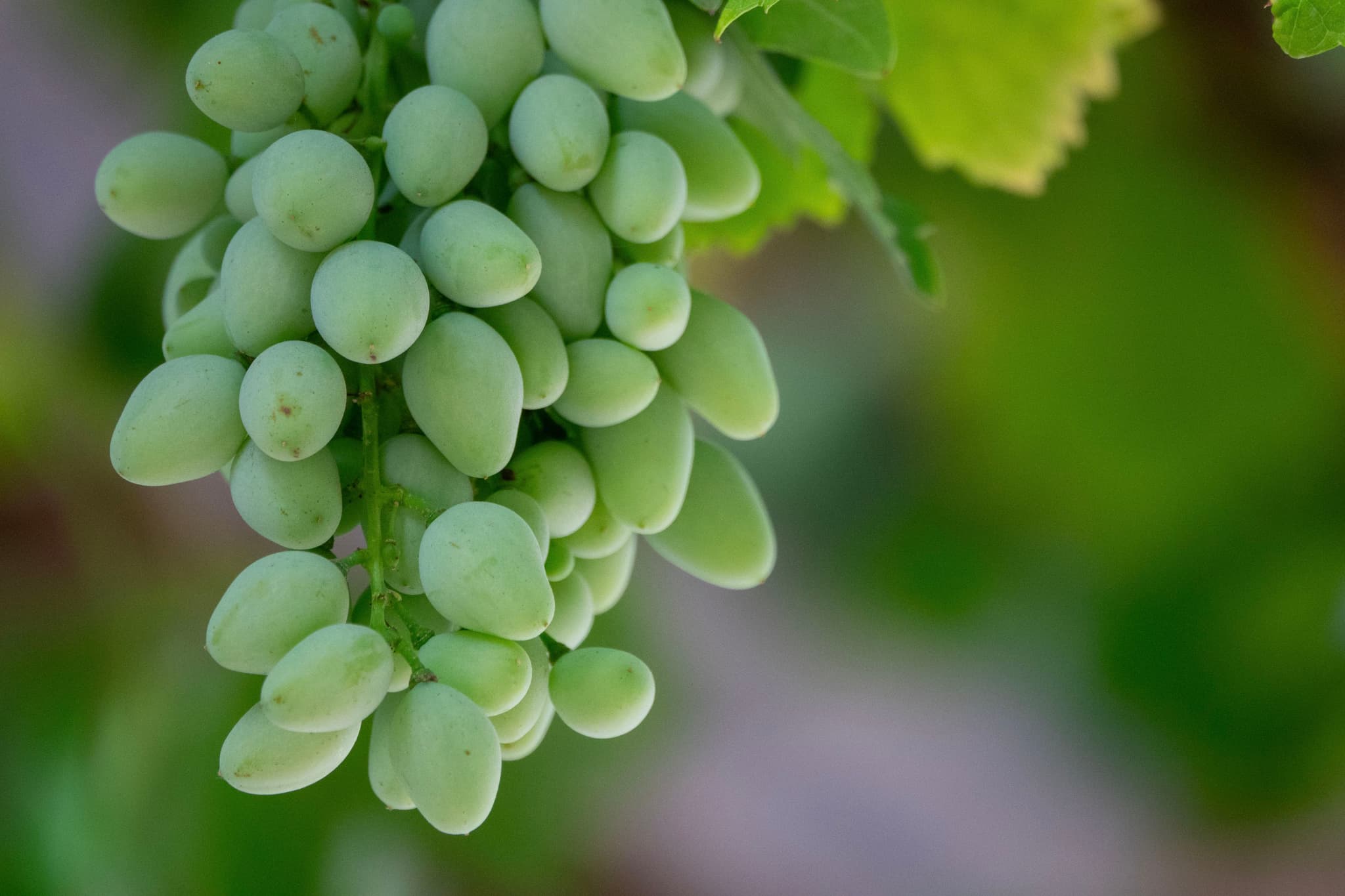 Grapes